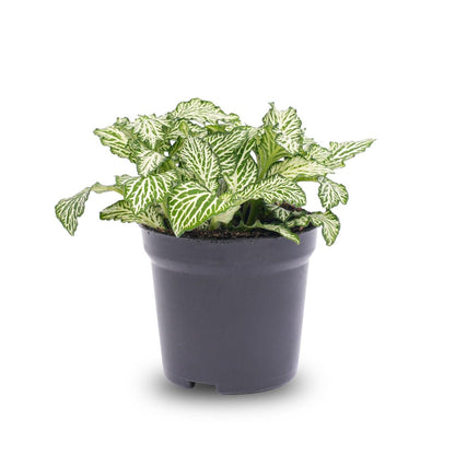 Fittonia Wit | Terrarium plant 1 - LushLeaf | Online planten bestellen