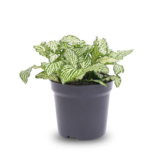 Fittonia Wit | Terrarium plant 1 - LushLeaf | Online planten bestellen