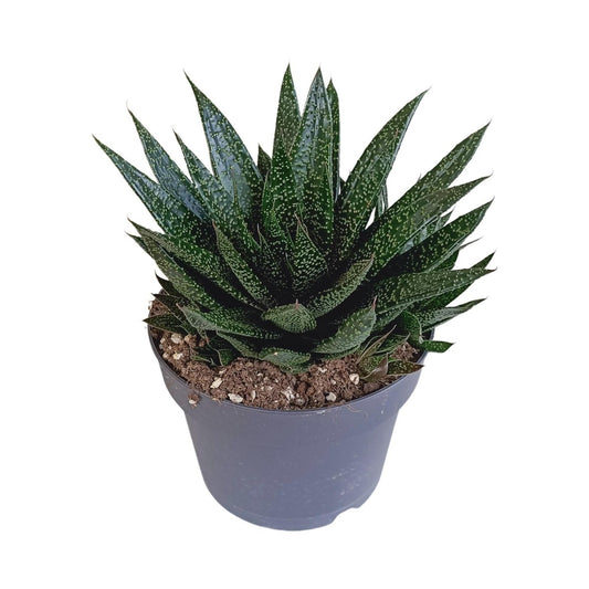Gasteria 'd Due 1 - LushLeaf | Online planten bestellen