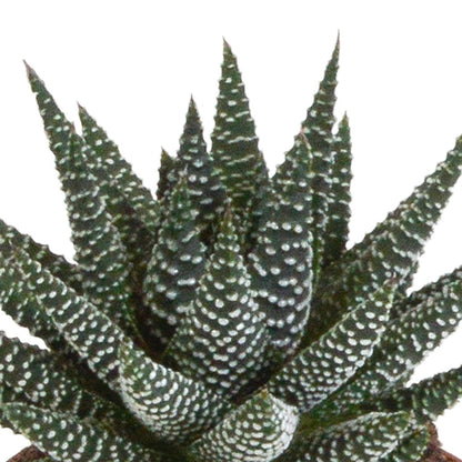 Gasteria/Haworthia mix | 3 stuks 3 - LushLeaf | Online planten bestellen