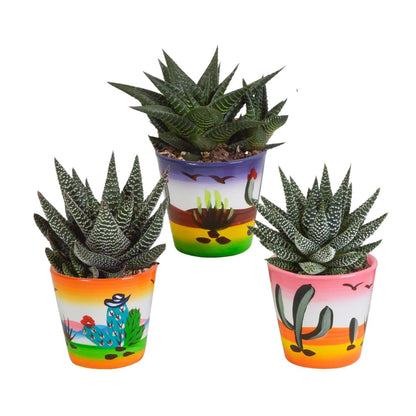 Gasteria/Haworthia mix | 3 stuks 7 - LushLeaf | Online planten bestellen