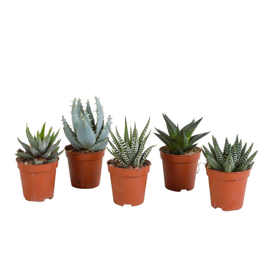 Gasteria/Haworthia mix | 5 stuks 1 - LushLeaf | Online planten bestellen