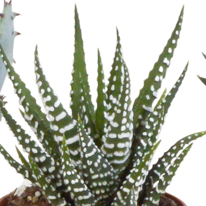 Gasteria/Haworthia mix | 5 stuks 2 - LushLeaf | Online planten bestellen