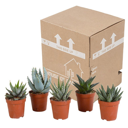 Gasteria/Haworthia mix | 5 stuks 5 - LushLeaf | Online planten bestellen