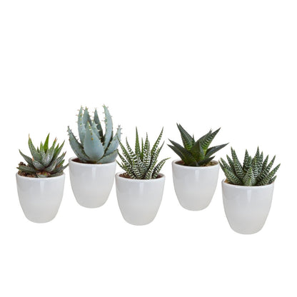 Gasteria/Haworthia mix | 5 stuks 6 - LushLeaf | Online planten bestellen