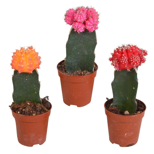 Gymnocalycium mix | 3 stuks 1 - LushLeaf | Online planten bestellen