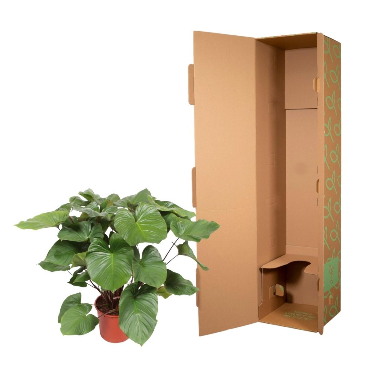 Homalomena Rubescens Maggy 5 - LushLeaf | Online planten bestellen