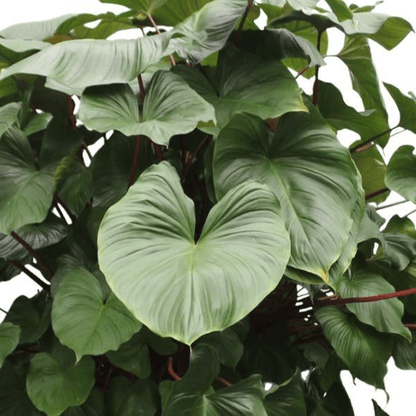 Homalomena Rubescens Maggy | XL 2 - LushLeaf | Online planten bestellen