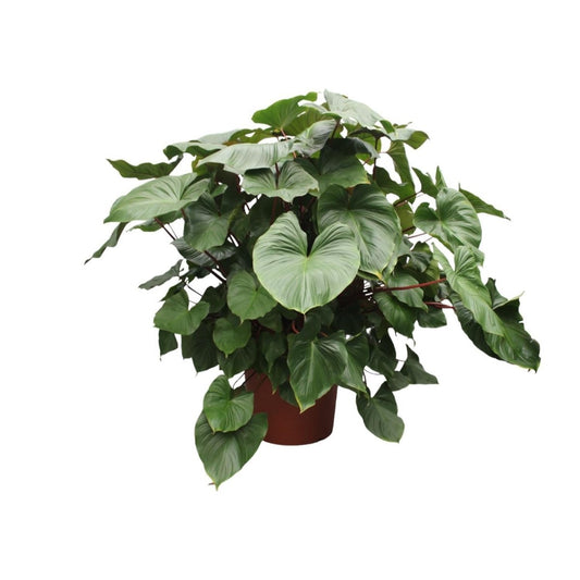 Homalomena Rubescens Maggy | XL 1 - LushLeaf | Online planten bestellen