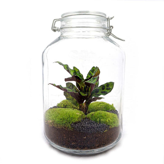 Jar Calathea | DIY terrarium 1 - LushLeaf | Online planten bestellen