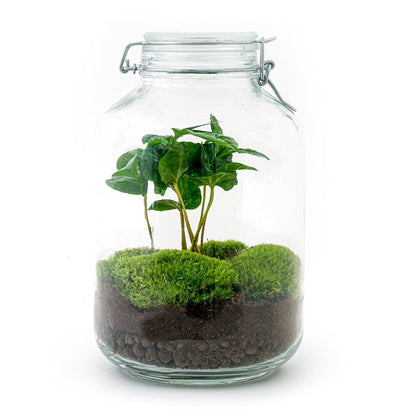 Jar - Coffea Arabica | DIY terrarium 1 - LushLeaf | Online planten bestellen