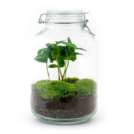 Jar - Coffea Arabica | DIY terrarium 1 - LushLeaf | Online planten bestellen