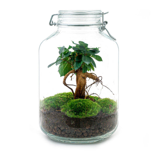 Jar - Ficus Ginseng bonsai | DIY terrarium 1 - LushLeaf | Online planten bestellen