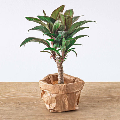 Jungle - Planten terrarium pakket - Navulling & Startpakket | DIY 7 - LushLeaf | Online planten bestellen