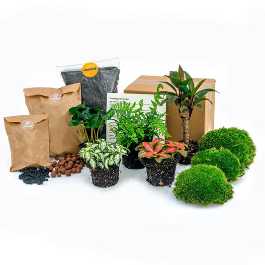 Jungle - Planten terrarium pakket - Navulling & Startpakket | DIY 1 - LushLeaf | Online planten bestellen