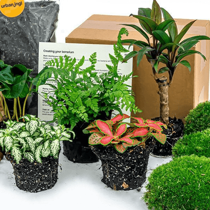 Jungle - Planten terrarium pakket - Navulling & Startpakket | DIY 2 - LushLeaf | Online planten bestellen