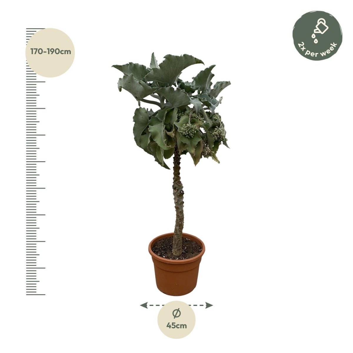 Kalanchoë Beharensis stam 4 - LushLeaf | Online planten bestellen