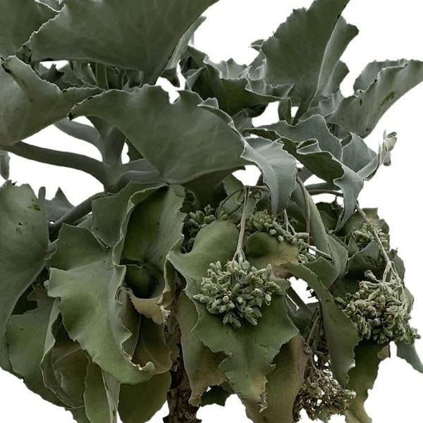 Kalanchoë Beharensis stam 2 - LushLeaf | Online planten bestellen