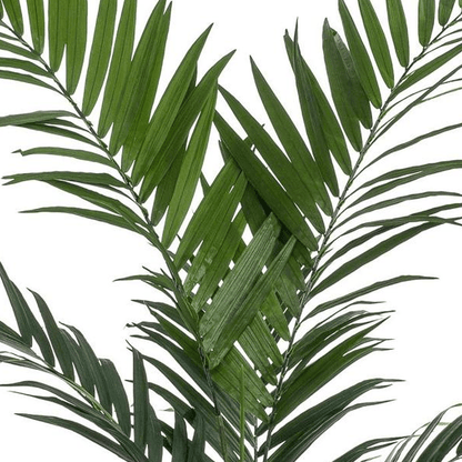 Kentia - Kentiapalm | Kunstplant 2 - LushLeaf | Online planten bestellen