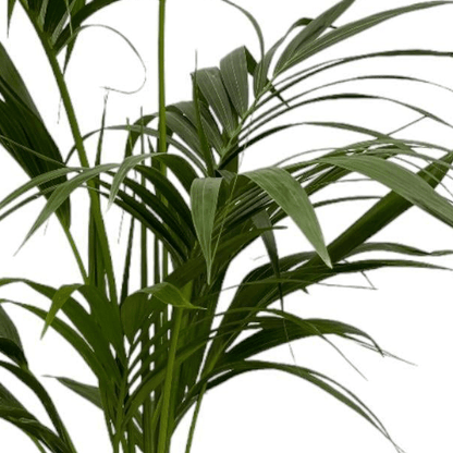Kentia Palm 2 - LushLeaf | Online planten bestellen