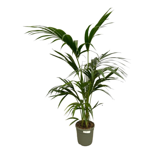 Kentia Palm 1 - LushLeaf | Online planten bestellen