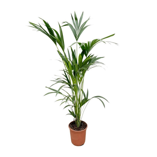 Kentia palm | XL 1 - LushLeaf | Online planten bestellen