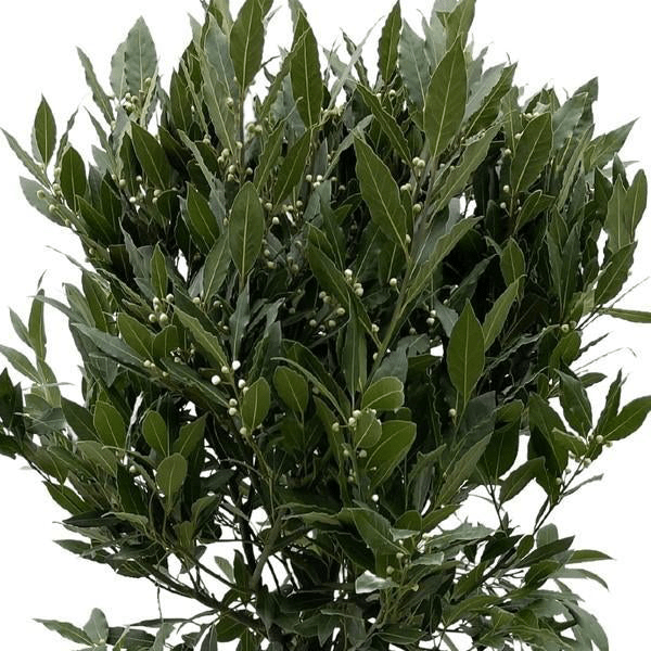 Laurus Nobilis stam 2 - LushLeaf | Online planten bestellen