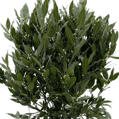 Laurus Nobilis stam 2 - LushLeaf | Online planten bestellen