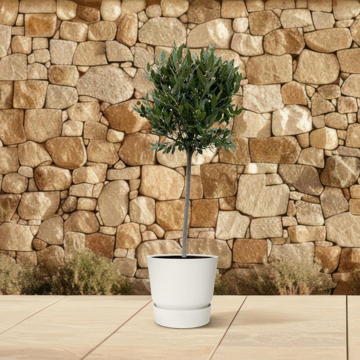 Laurus Nobilis stam 3 - LushLeaf | Online planten bestellen