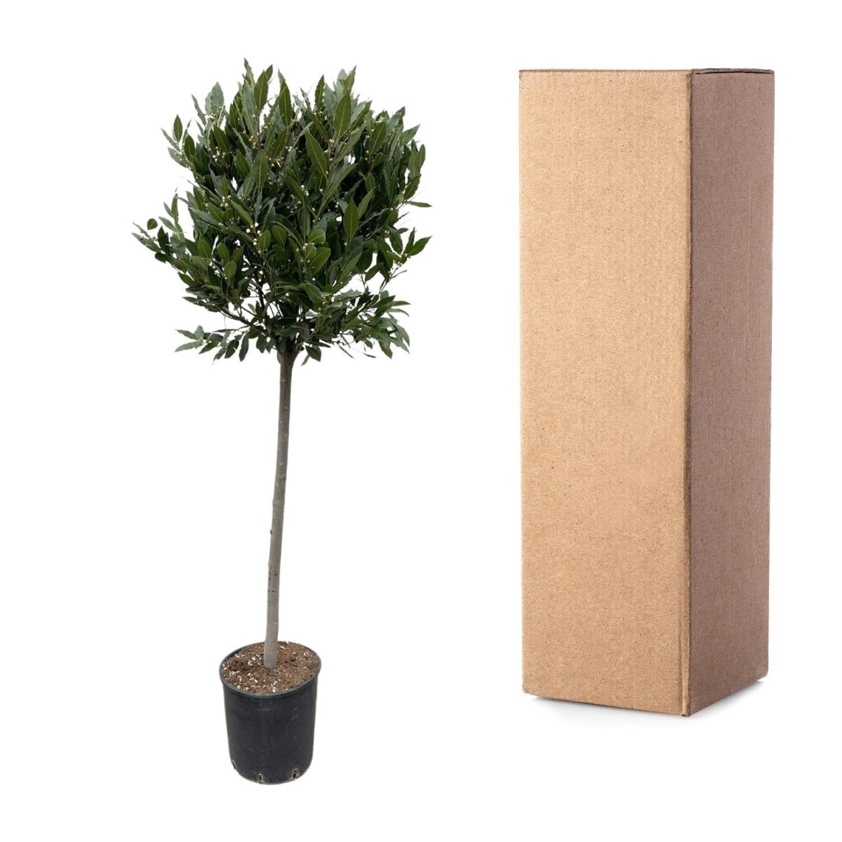 Laurus Nobilis stam 5 - LushLeaf | Online planten bestellen