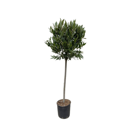 Laurus Nobilis stam 1 - LushLeaf | Online planten bestellen