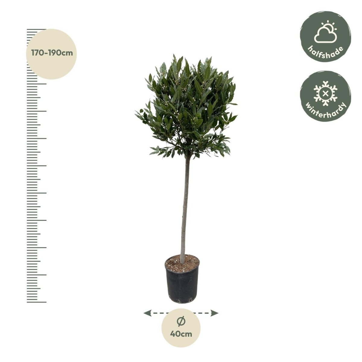 Laurus Nobilis stam 4 - LushLeaf | Online planten bestellen