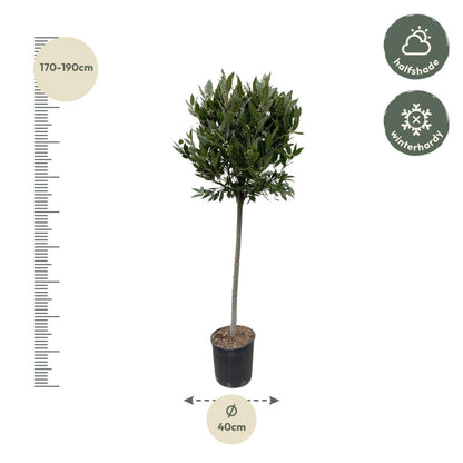 Laurus Nobilis stam 4 - LushLeaf | Online planten bestellen