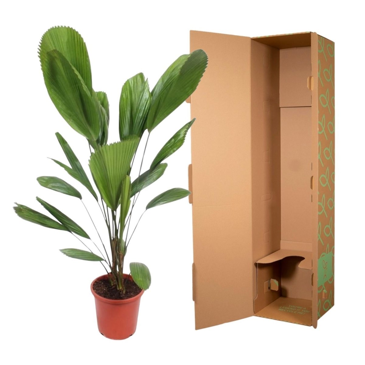 Licuala Grandis 6 - LushLeaf | Online planten bestellen