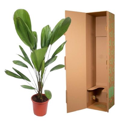 Licuala Grandis 6 - LushLeaf | Online planten bestellen