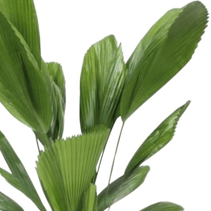 Licuala Grandis 2 - LushLeaf | Online planten bestellen