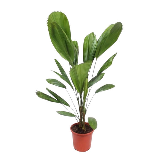 Licuala Grandis 1 - LushLeaf | Online planten bestellen