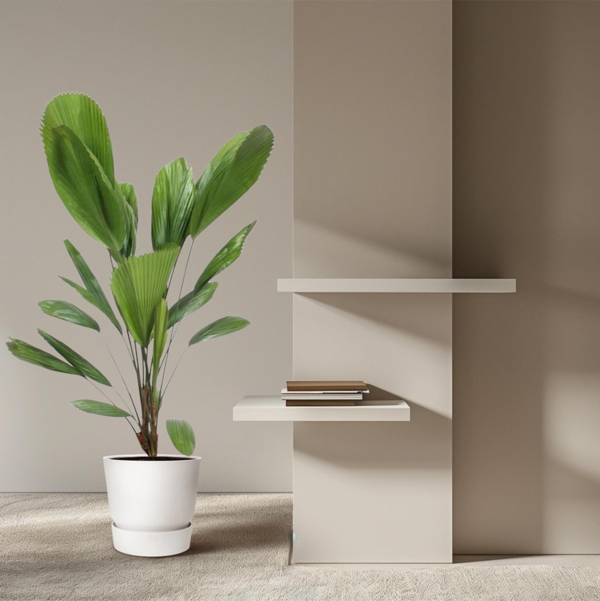 Licuala Grandis 4 - LushLeaf | Online planten bestellen