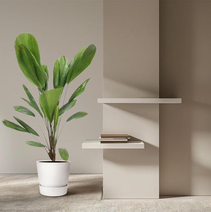 Licuala Grandis 4 - LushLeaf | Online planten bestellen