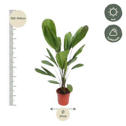 Licuala Grandis 5 - LushLeaf | Online planten bestellen