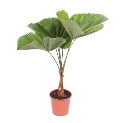Licuala Grandis 3 - LushLeaf | Online planten bestellen