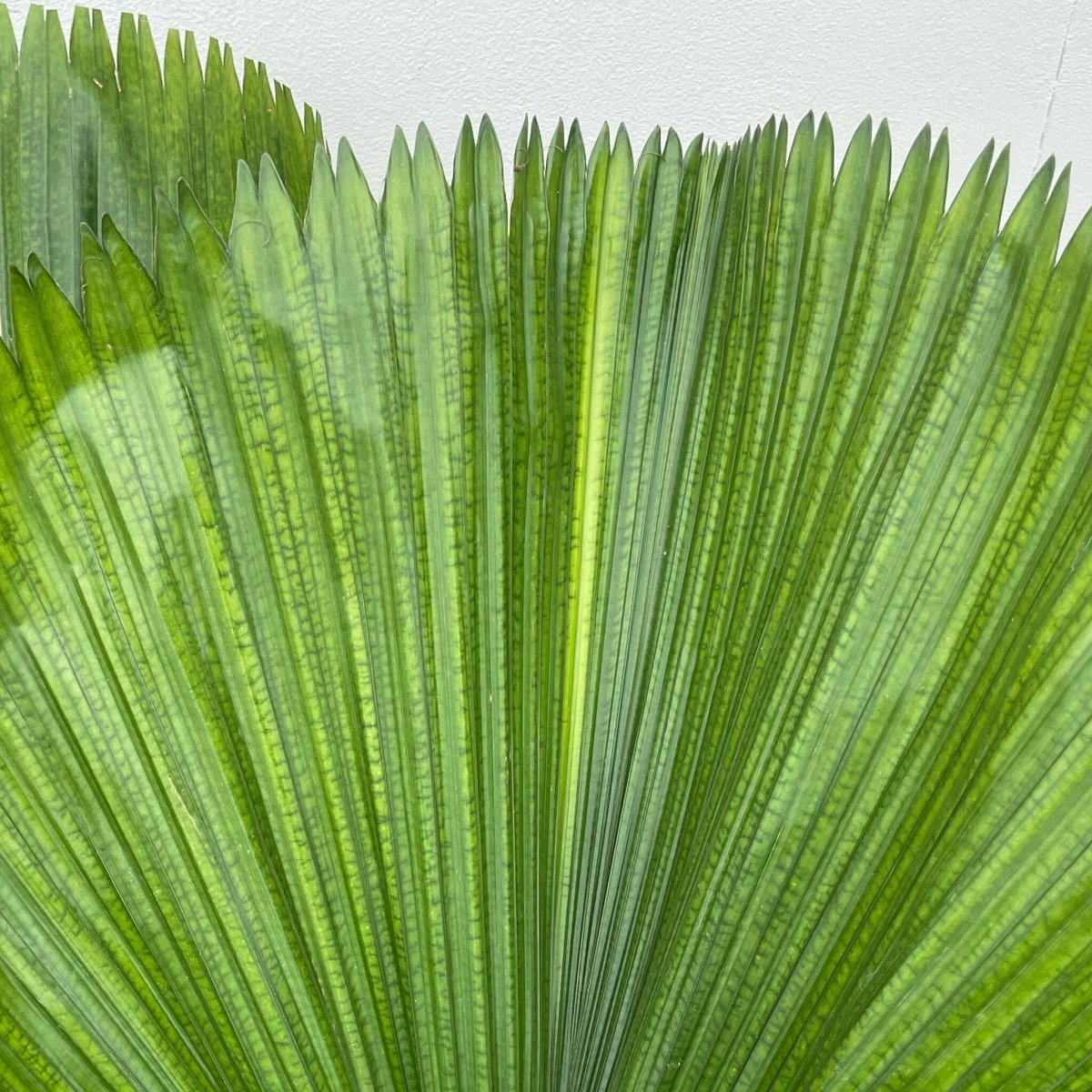 Licuala Grandis Dubbele stam 2 - LushLeaf | Online planten bestellen
