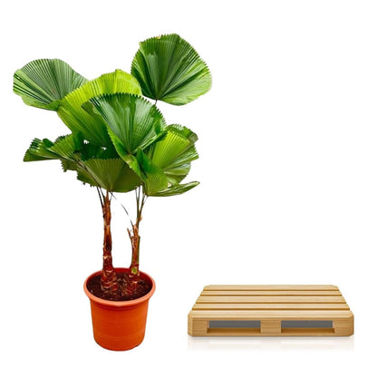 Licuala Grandis Dubbele stam 5 - LushLeaf | Online planten bestellen