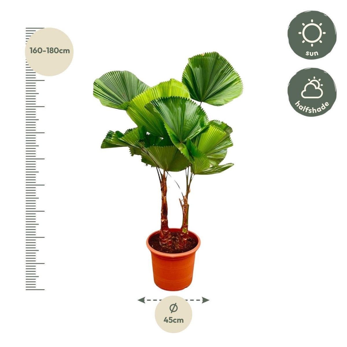 Licuala Grandis Dubbele stam 4 - LushLeaf | Online planten bestellen
