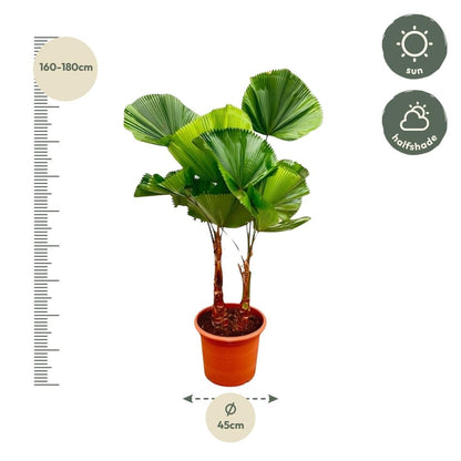 Licuala Grandis Dubbele stam 4 - LushLeaf | Online planten bestellen