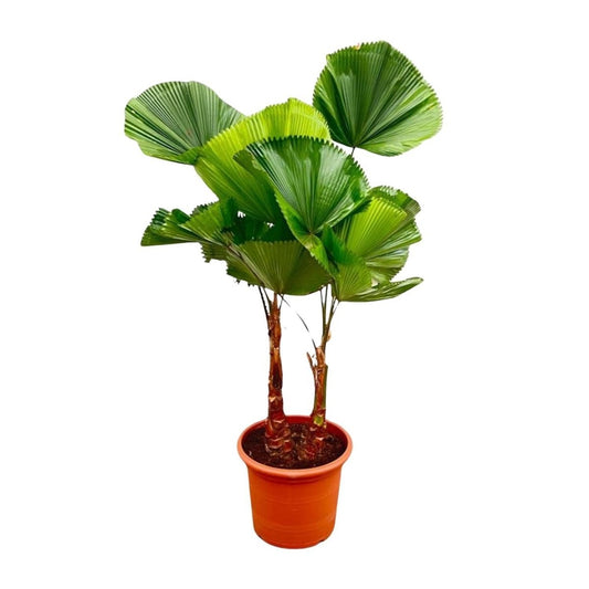 Licuala Grandis Dubbele stam 1 - LushLeaf | Online planten bestellen