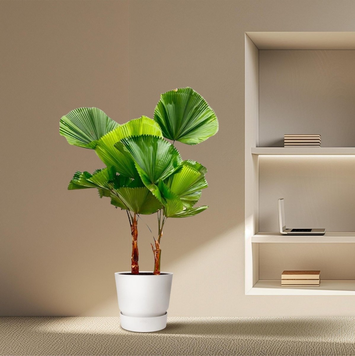 Licuala Grandis Dubbele stam 3 - LushLeaf | Online planten bestellen
