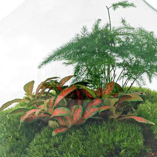 Little Joe | DIY terrarium 2 - LushLeaf | Online planten bestellen