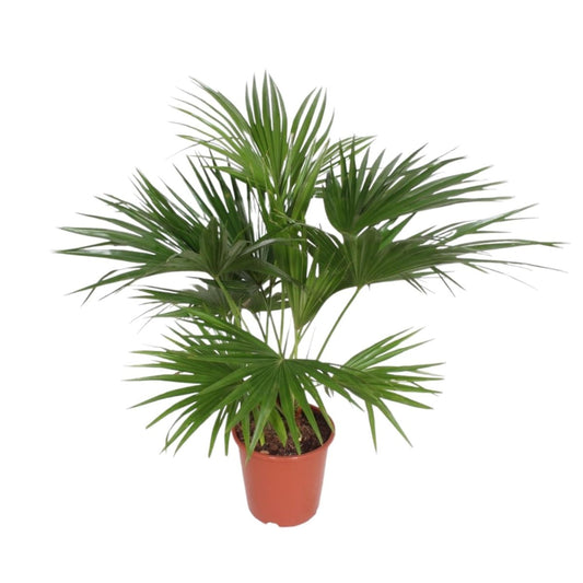 Livistona Chinensis 1 - LushLeaf | Online planten bestellen