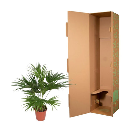 Livistona Chinensis 5 - LushLeaf | Online planten bestellen
